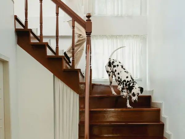 Buying or Selling a Pet-Friendly Home in Langley,Sunny Pamma
