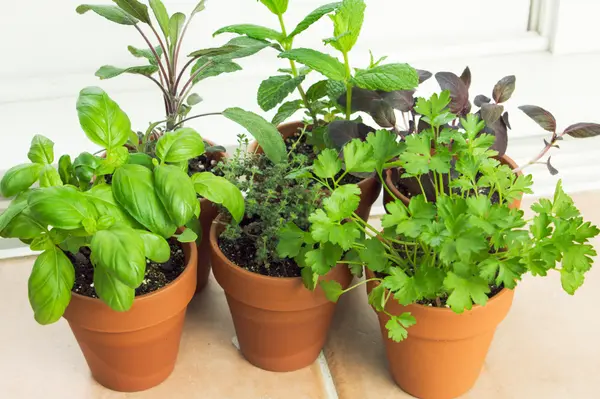 Beginner's Guide to Starting an Indoor Food Garden in Langley,Sunny Pamma