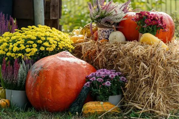 Langley 2025 Fall Festivals ,Sunny Pamma