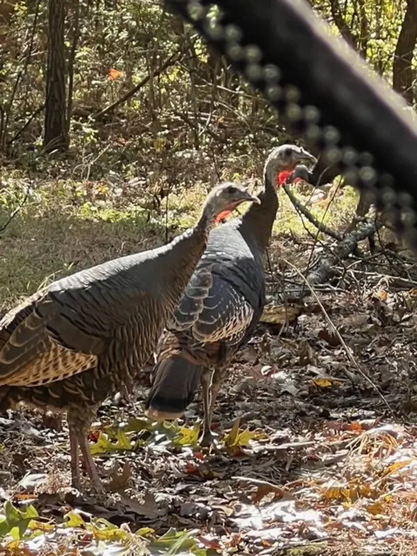 31797 State Highway 76, Norwood, MO 65717