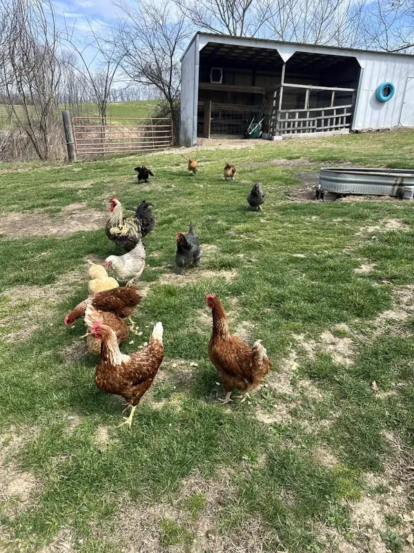 000 Rural Route 1 Box 565, Mountain Grove, MO 65711