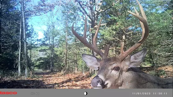 000 County Road 235, Drury, MO 65638