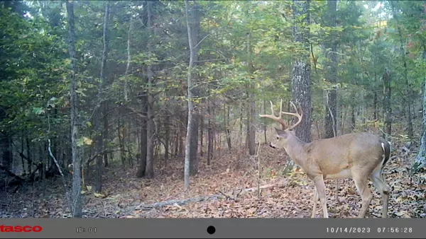 000 County Road 235, Drury, MO 65638