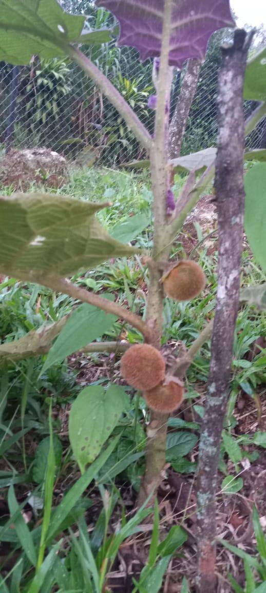 9999 Sasaima, Out Of Country, 00000