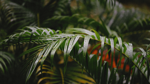 feature image of Tip Tuesday: Change Your Watering Schedule for Summer Before the Heat Peaks