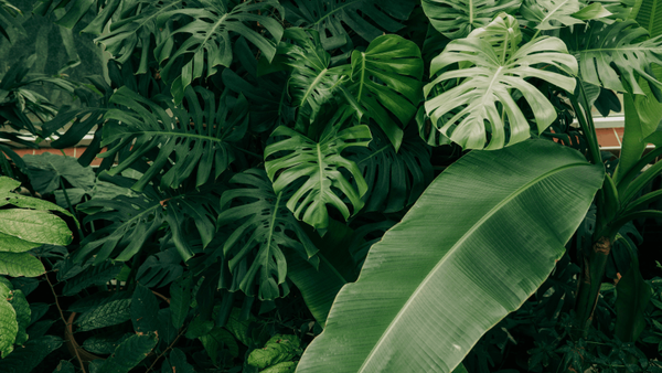 Tip Tuesday: Trim Your Trees Before Monsoon Season Arrives 