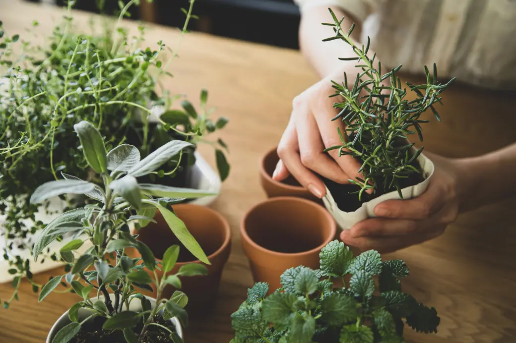 How to Start an Indoor Food Garden (for Beginners)