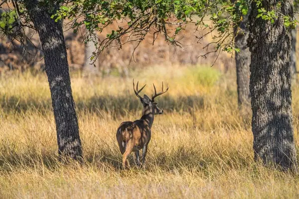 Lot 12 Other, Harper, TX 78631