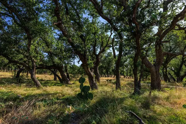 00 Ranch Rd 965, Fredericksburg, TX 78624