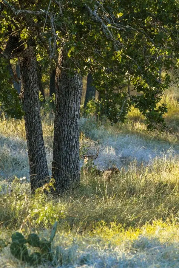 307 Gold-Schaefer Rd, Fredericksburg, TX 78624