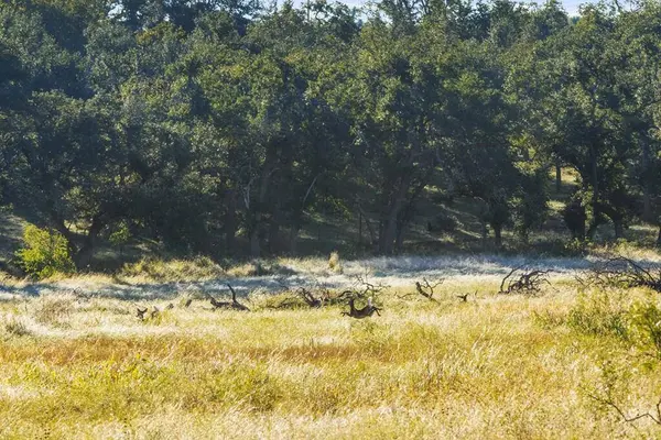 307 Gold-Schaefer Rd, Fredericksburg, TX 78624