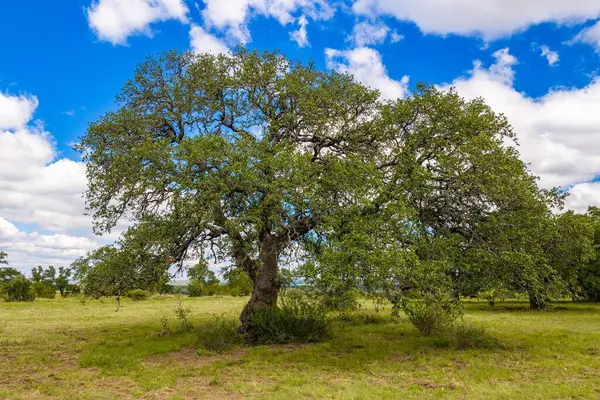 3145 Grape Creek Rd, Fredericksburg, TX 78624