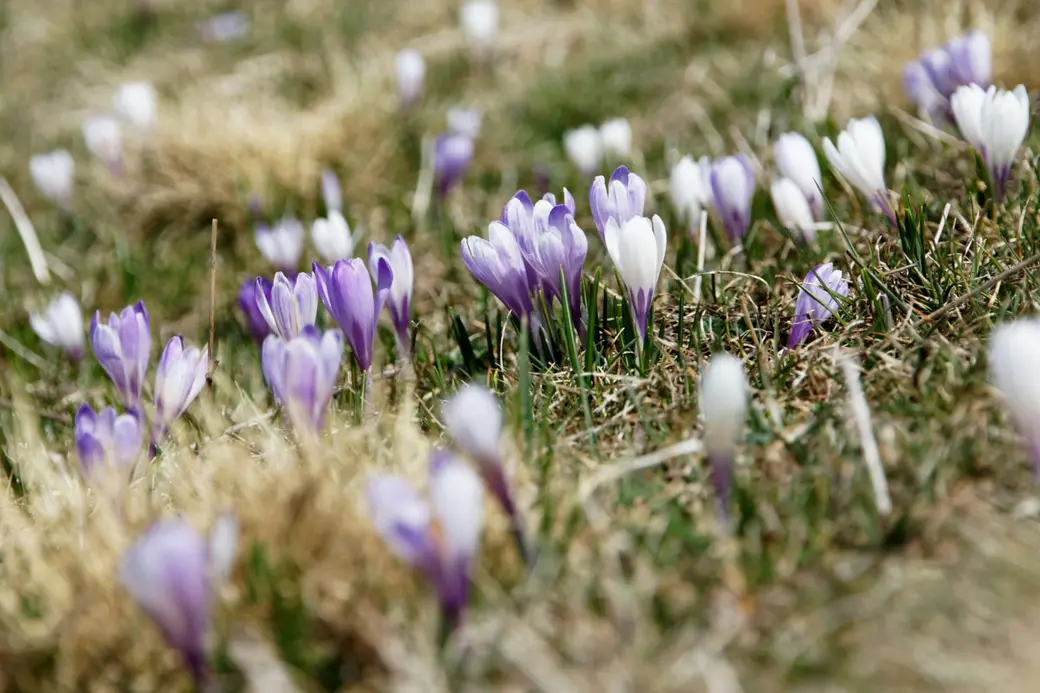 Spring is starting to show up… here’s what’s going on around Simcoe County