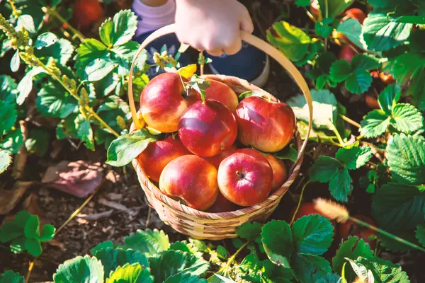 Not-to-Miss Things to Do in Simcoe County This Fall