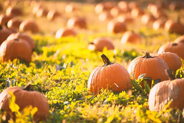 What’s Happening in Simcoe County This October