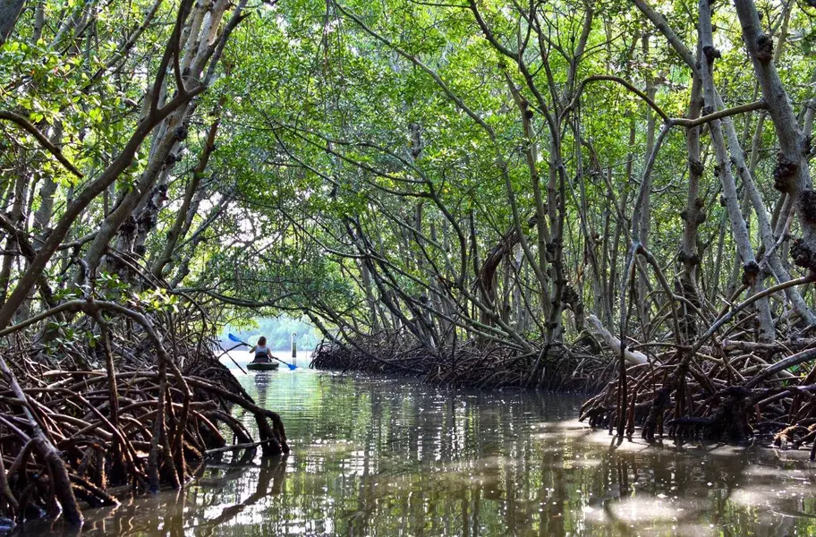 Lido Mangrove Tunnels