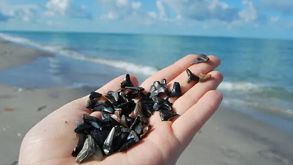 Shark's Teeth Venice Florida
