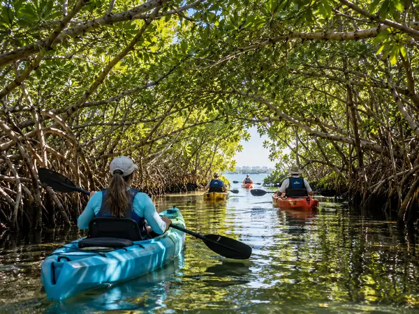 Kayaking the Lido Key Mangrove Tunnels: A Must-Do During Your Sarasota House Hunt