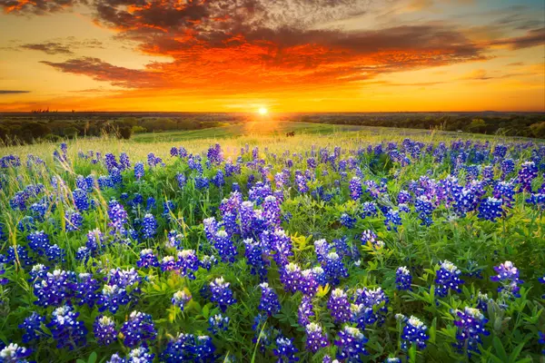 feature image of Is Country Living Right For You? 7 Questions to Ask Before Leaving the City.