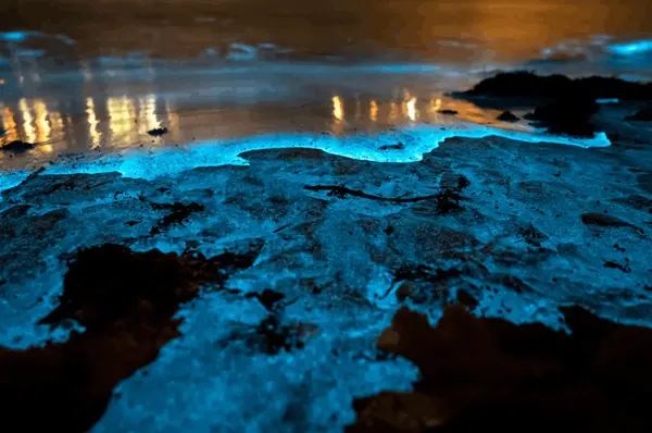 The Glowing Waters of Paquera: Nature’s Own Light Show