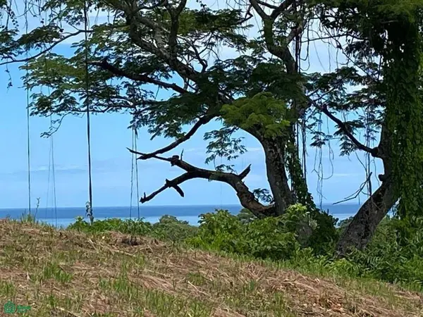 Playa Ostional/Nosara, Santa Cruz,