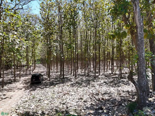 124 Acres Picco del Mar Paquera, 60105