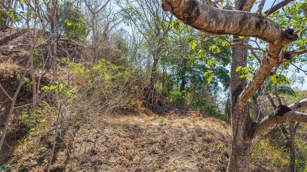 Esterones, Samara, Guanacaste 50308