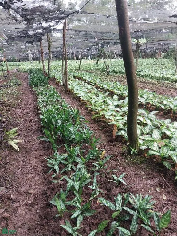 Pocosol, Alajuela 21013
