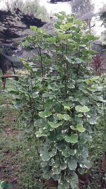 Pocosol, Alajuela 21013