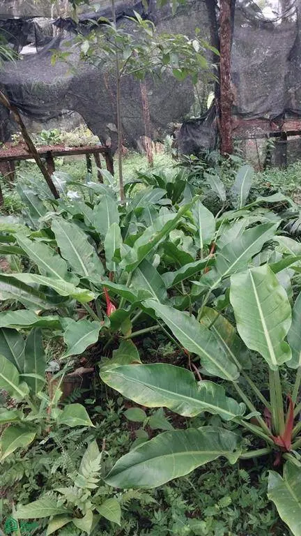 Pocosol, Alajuela 21013