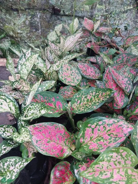 Pocosol, Alajuela 21013