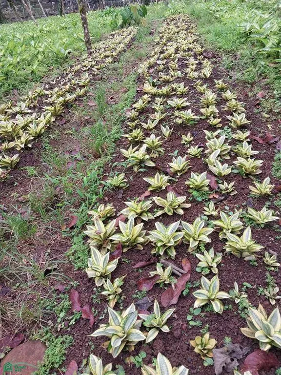 Pocosol, Alajuela 21013