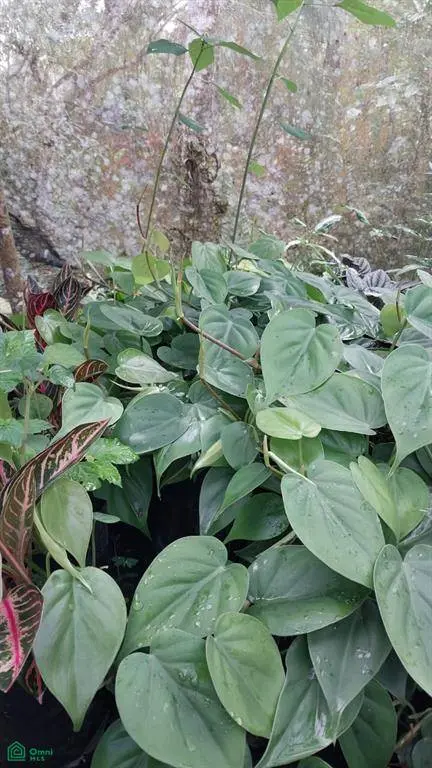 Pocosol, Alajuela 21013