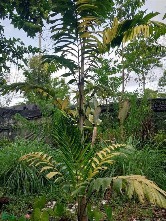 Pocosol, Alajuela 21013