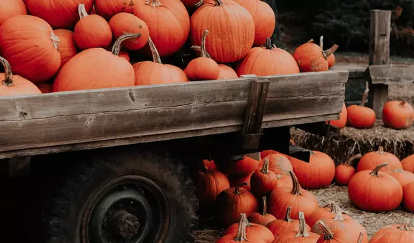 Your Guide to Fall in York Region,Lia Del Bonifro