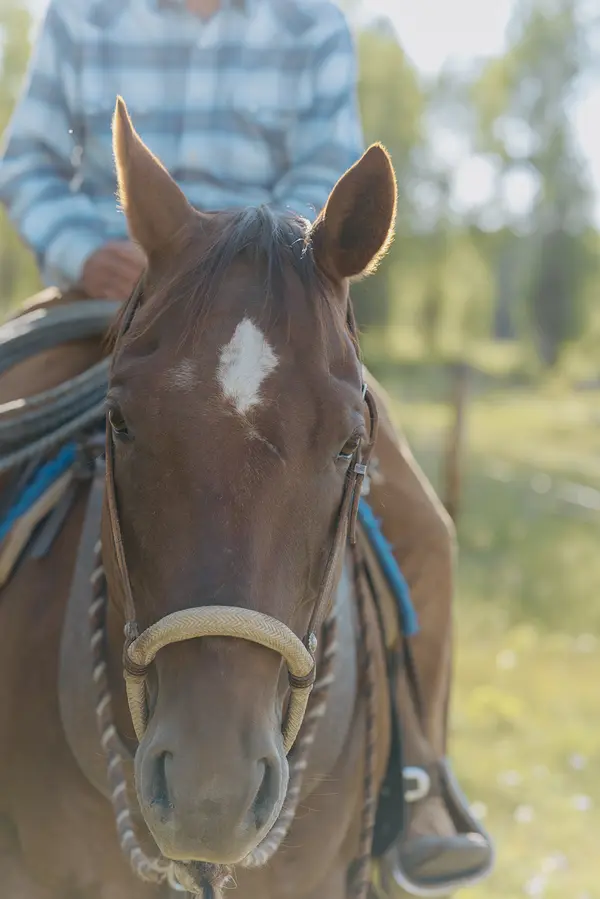 feature image of All The Things You Can Do With No Covenants in Montana