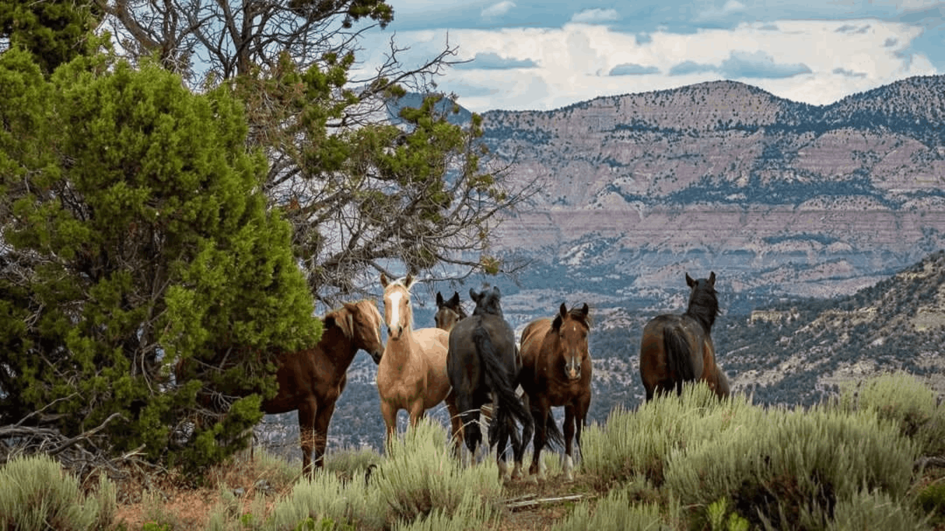 &ldquo;Wild horses grazing among sagebrush with Colorado red rock cliffs in the background&rdquo;