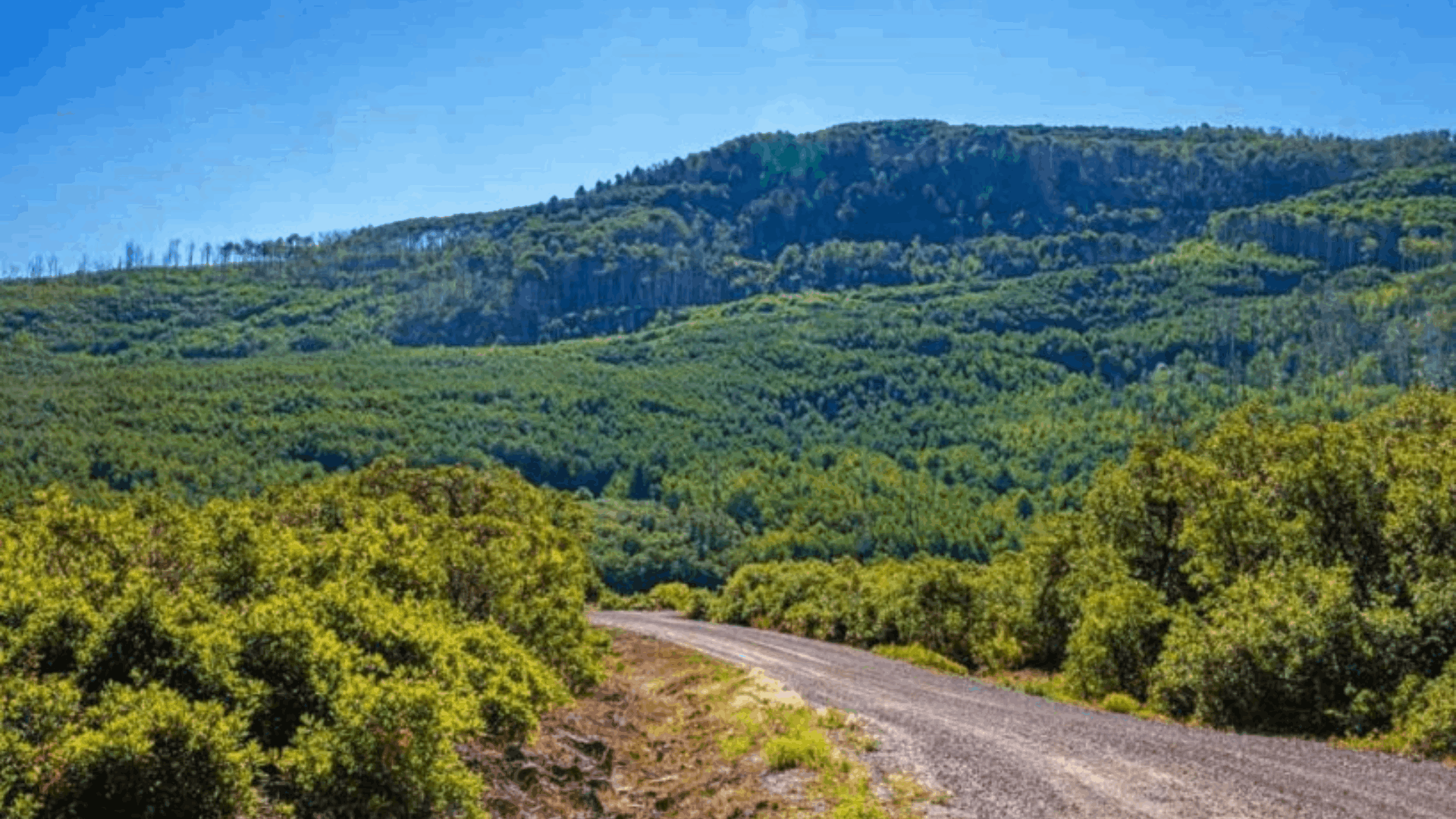 &ldquo;Scenic gravel road winding through lush green mountains and forests in western Colorado&rdquo;