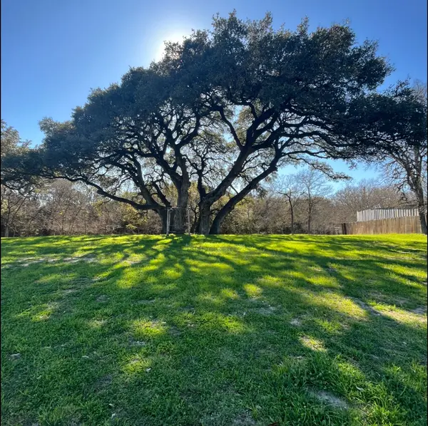 The Texas Hill Country’s Famous Live Oak — And Its Not-So-Glamorous Spring Shed