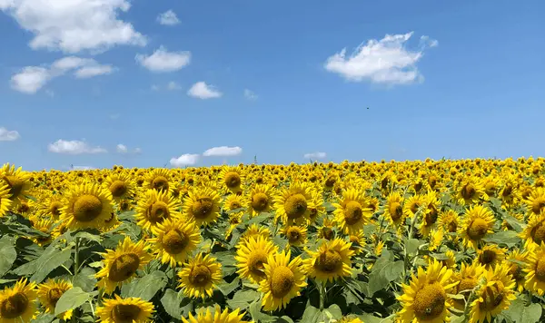 Why Spring is the Best Time to Sell in Essex County - And Why Most Sellers Miss the Window