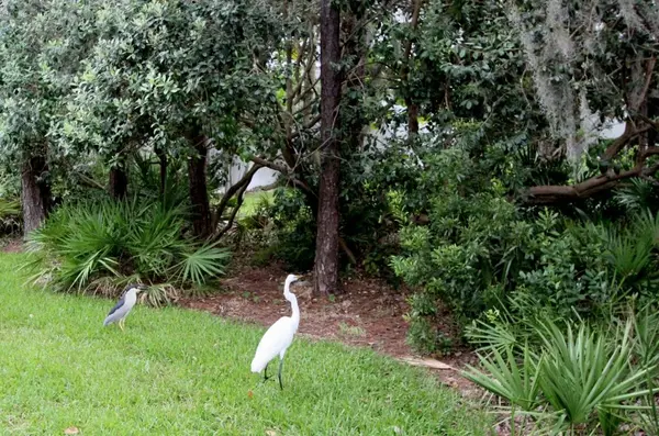 EastlakeWoodlands-6