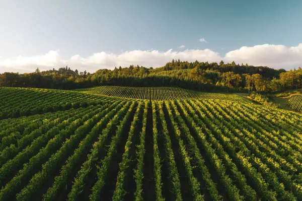 The Brokerage for Advisors Who Want More Than Just a Brand Name: Why Engel & Volkers Sonoma County 