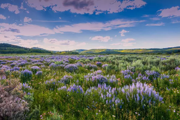 Field of Lavender