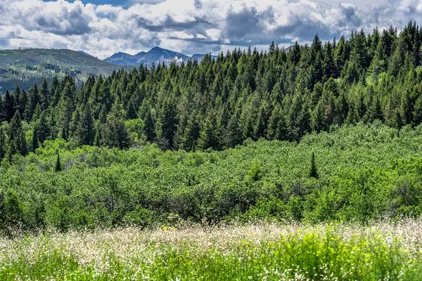 NHN Heart Butte Cutoff RD, East Glacier Park, MT 59434
