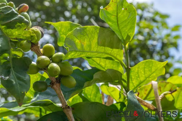 Terreno Tosh, Belen De Nosarita, Guanacaste 50207