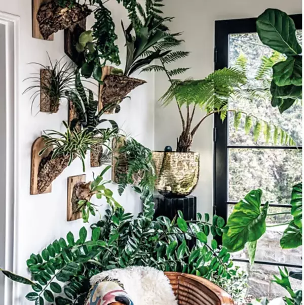 Green Interiors for Healthy Homes: The Power of Indoor Plants and Natural Materials,Elizabeth Pullman