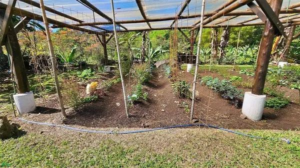 Finca Tropical Food Forest, 11908