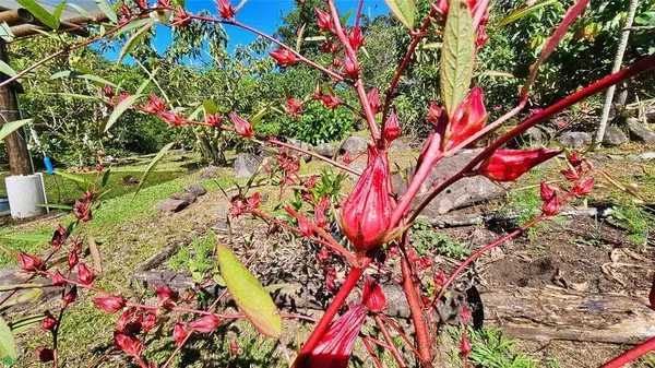 Finca Tropical Food Forest, 11908