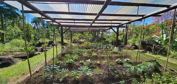 Finca Tropical Food Forest, 11908