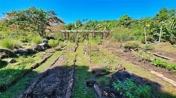 Finca Tropical Food Forest, 11908